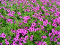 GERANIUM 'PATRICIA'