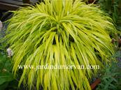 HAKONECHLOA MACRA 'AUREOLA'