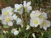 HELLEBORUS NIGER 'PRAECOX'