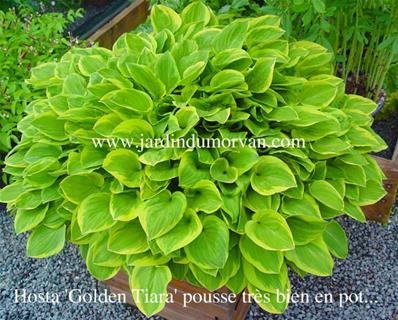 HOSTA 'GOLDEN TIARA'