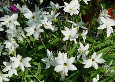 IPHEION UNIFLORUM 'ALBERTO CASTILLO'