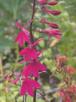 LOBELIA 'RUSSIAN PRINCESS'