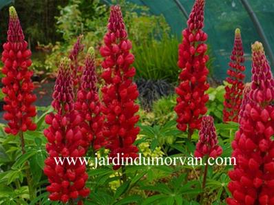 LUPINUS RED FLAME' (74)
