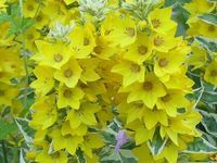 LYSIMACHIA PUNCTATA 'GOLDEN ALEXANDER'