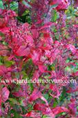 PENSTEMON GLABER' (100)