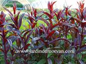 PENSTEMON DIGITALIS 'HUSKER RED'