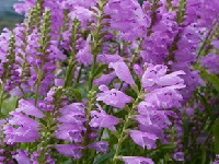 PHYSOSTEGIA 'VAN WASSENHOVE'