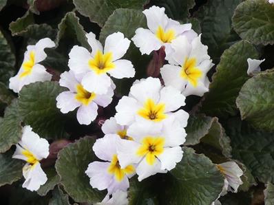 PRIMULA 'GUINEVERE'