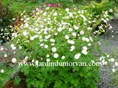 RANUNCULUS ACONITIFOLIUS 'FLORE PLENO'