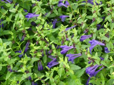 SCUTELLARIA SCORDIFOLIA ( SCORDIIFOLIA )