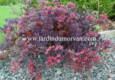 SEDUM BERTRAM ANDERSON' (103)