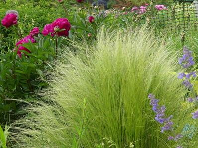 STIPA TENUIFOLIA ( TENUISSIMA )