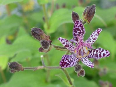 TRICYRTIS FORMOSANA 'DARK BEAUTY'