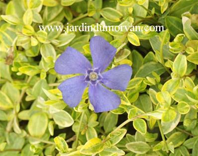 VINCA MINOR AUREOMARGINATA' (183)