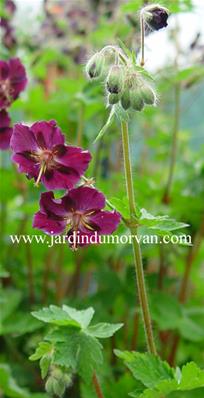 GERANIUM PHAEUM 'CHOCOLAT'