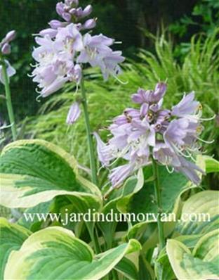 HOSTA 'AUREOMARGINATA'