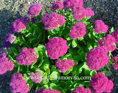 SEDUM SPECTABILE SEPTEMBER GLUT' (104)