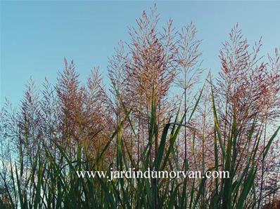 PANICUM VIRGATUM DALLAS BLUE' (198)