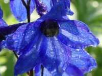 DELPHINIUM x CULTORUM 'FINSTERAARHORN'