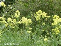 THALICTRUM FLAVUM SSP GLAUCUM