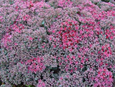 SEDUM CAUTICOLUM 'LIDAKENSE'