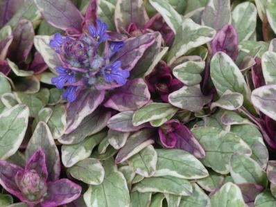 AJUGA X TENORII ‘PRINCESS NADIA’