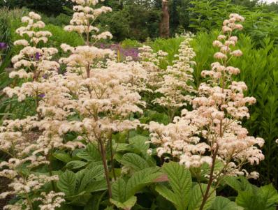 RODGERSIA AESCULIFOLIA 'CHOCOLATE WINGS' (176)