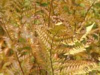 DRYOPTERIS ERYTHROSORA