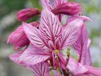 DICTAMNUS ALBUS (forme rose)