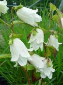 CAMPANULA 'REITROCH'