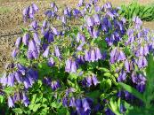 CAMPANULA 'SARASTRO'