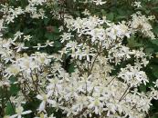 CLEMATIS RECTA 'PURPUREA'