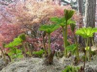 GUNNERA TINCTORIA