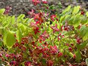 EPIMEDIUM X RUBRUM