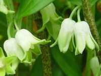 DISPOROPSIS PERNYI