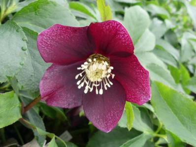HELLEBORUS ORIENTALIS ‘PRETTY HELEN RED’     