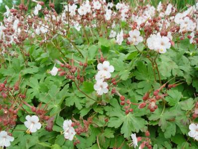 GERANIUM MACRORRHIZUM 'ALBUM'