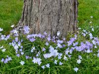 IPHEION UNIFLORUM