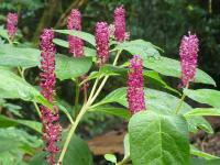 PHYTOLACCA ACINOSA