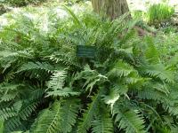 POLYPODIUM VULGARIS