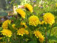 HELIANTHUS 'SOLEIL D'OR'