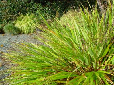 HAKONECHLOA MACRA