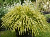 HAKONECHLOA MACRA 'AUREOLA'