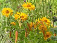 HELIOPSIS HELIANTHOIDES ‘VENUS’ 