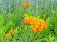 ASCLEPIAS TUBEROSA ssp INTERIOR