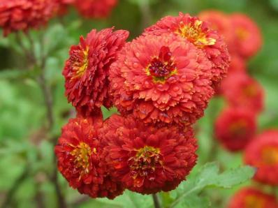 CHRYSANTHEMUM 'JULES LA GRAVEUR'