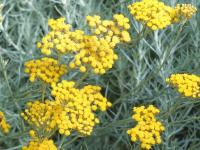 HELICHRYSUM ITALICUM