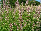 NEPETA 'PINK FORM'