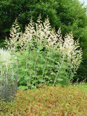 MACLEAYA CORDATA 