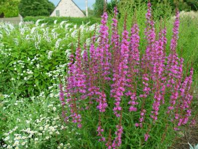 LYTHRUM VIRGATUM 'DROPMORE PURPLE'